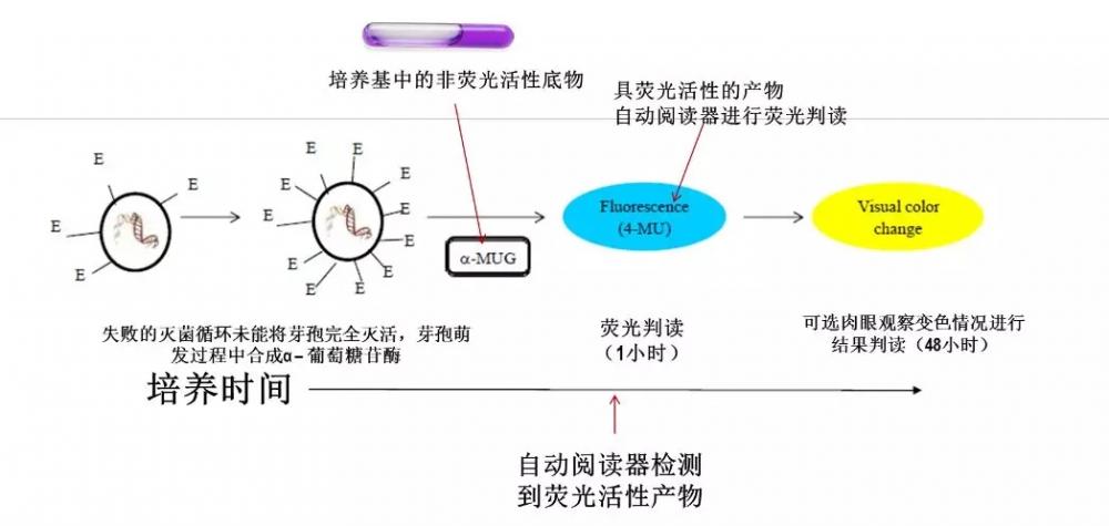 图为荧光判读原理.webp.jpg